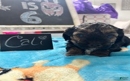 Yorkiepoo dogs for sale: Cali - Image 1