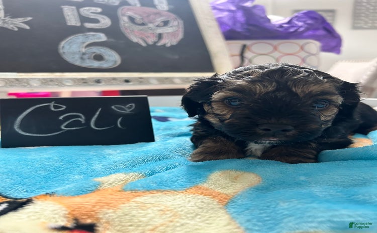 Yorkiepoo dogs for sale - Ad 5