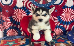 Siberian Husky dogs for sale: Rocky - Image 3