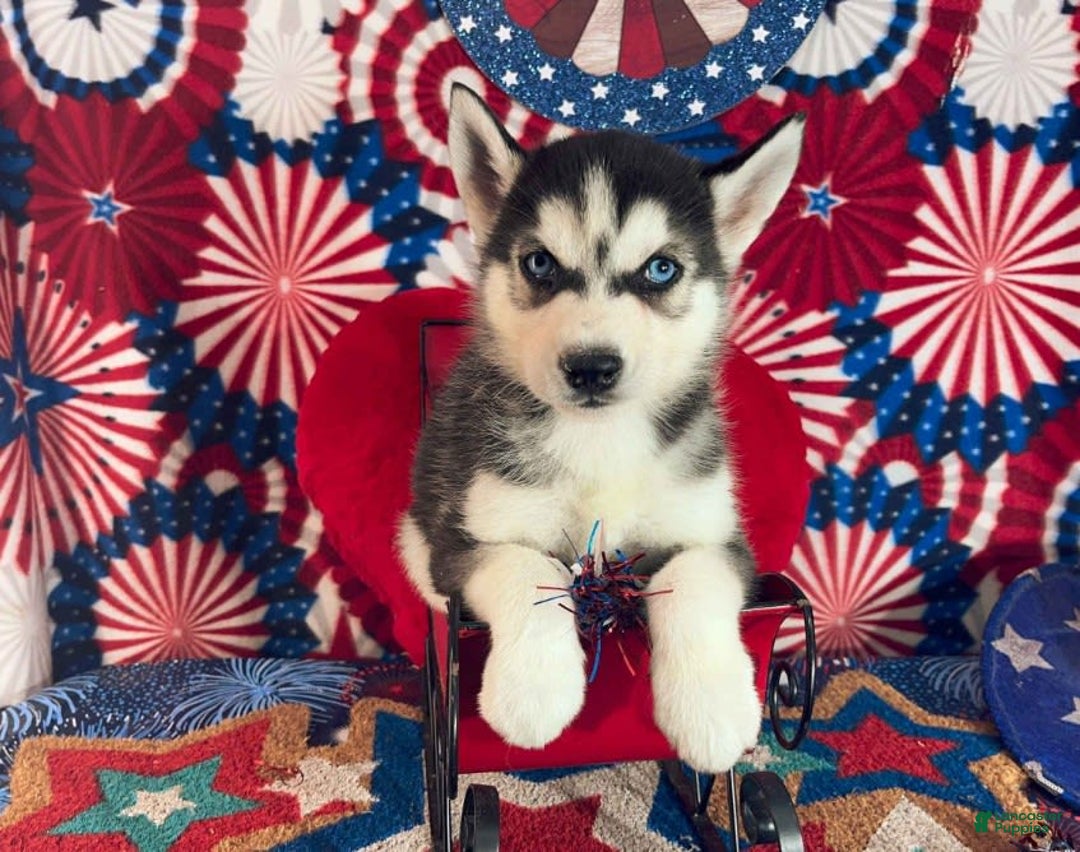 Siberian Husky dogs for sale: Rocky - Image 3