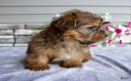 Shorkie dogs for sale: Echo - Image 3