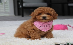 Miniature Poodle dogs for sale: Natasha - Image 16