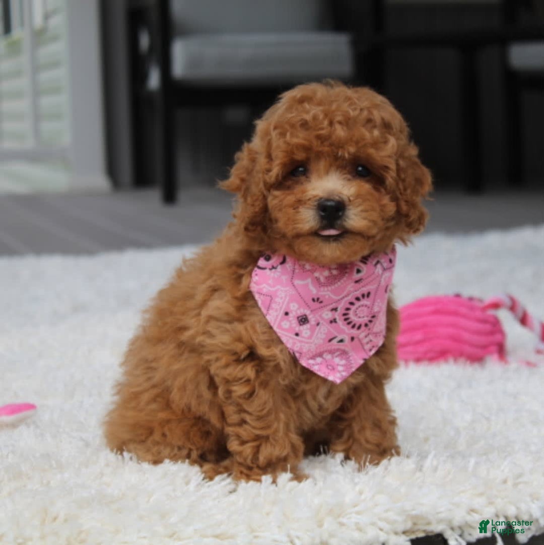 Miniature Poodle dogs for sale: Natasha - Image 16