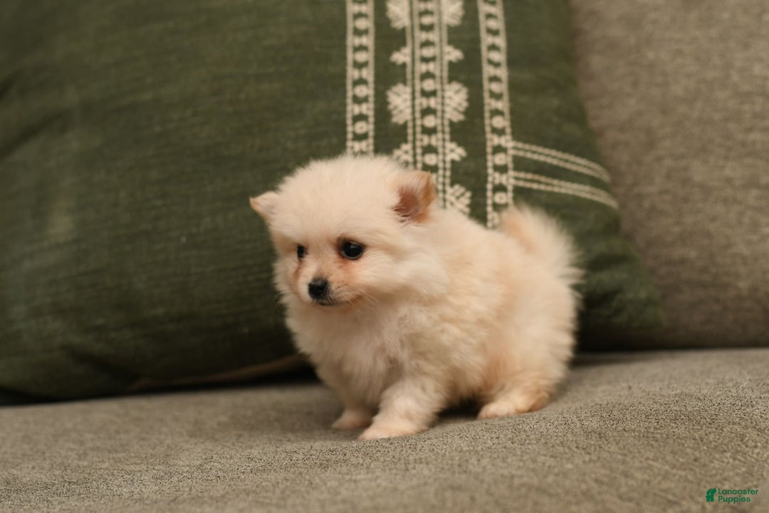 Pomeranian dogs for sale: Mario - Image 3