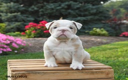 English Bulldog dogs for sale: English Bulldog 4 puppies - Image 8