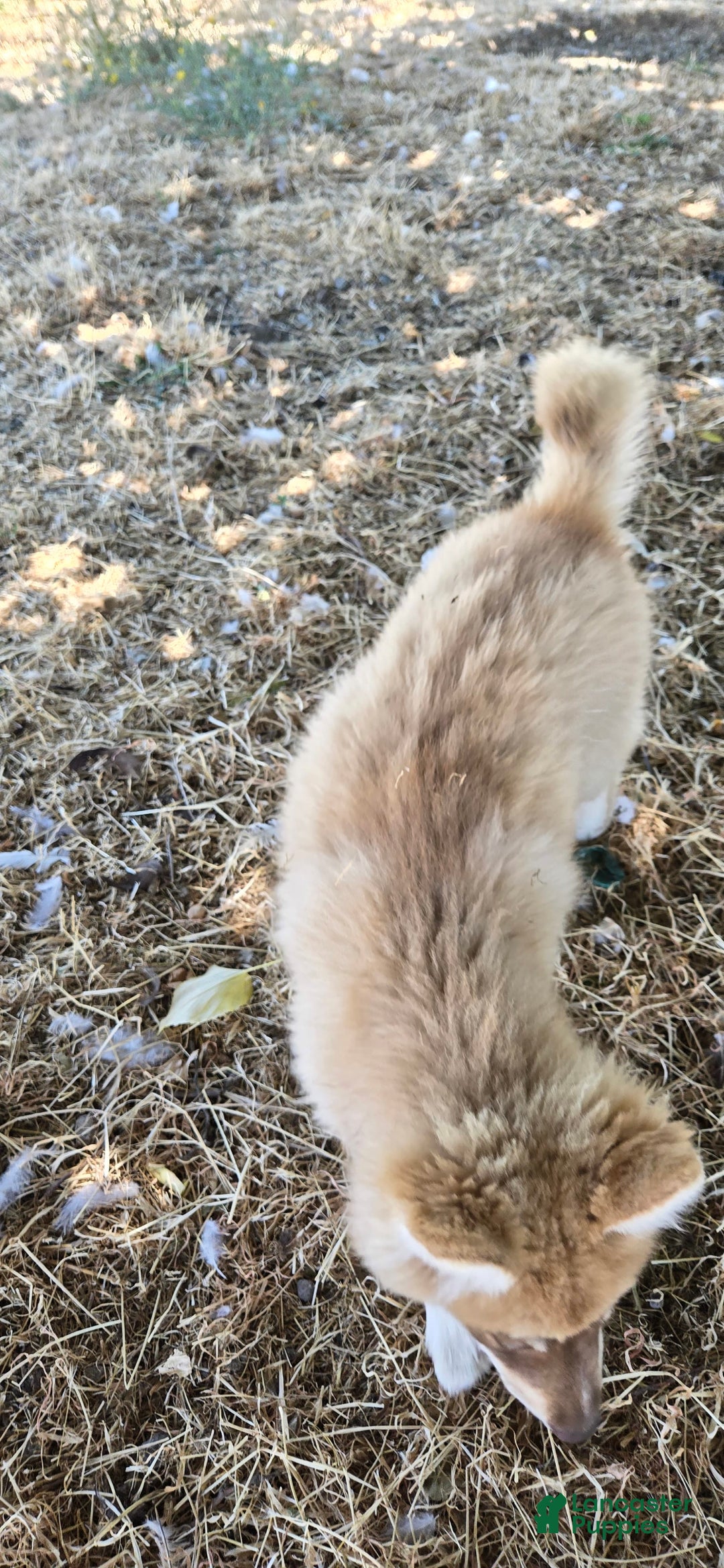 Pomsky dogs for sale: Tesla - Image 4