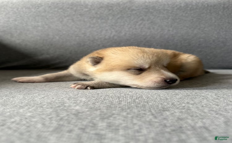 categoriesInfo:categoryAttributeOptions.pets.dogs.breed.akita dogs for sale - Ad 1