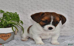 Jack Russell Terrier dogs for sale: Addie - Image 5