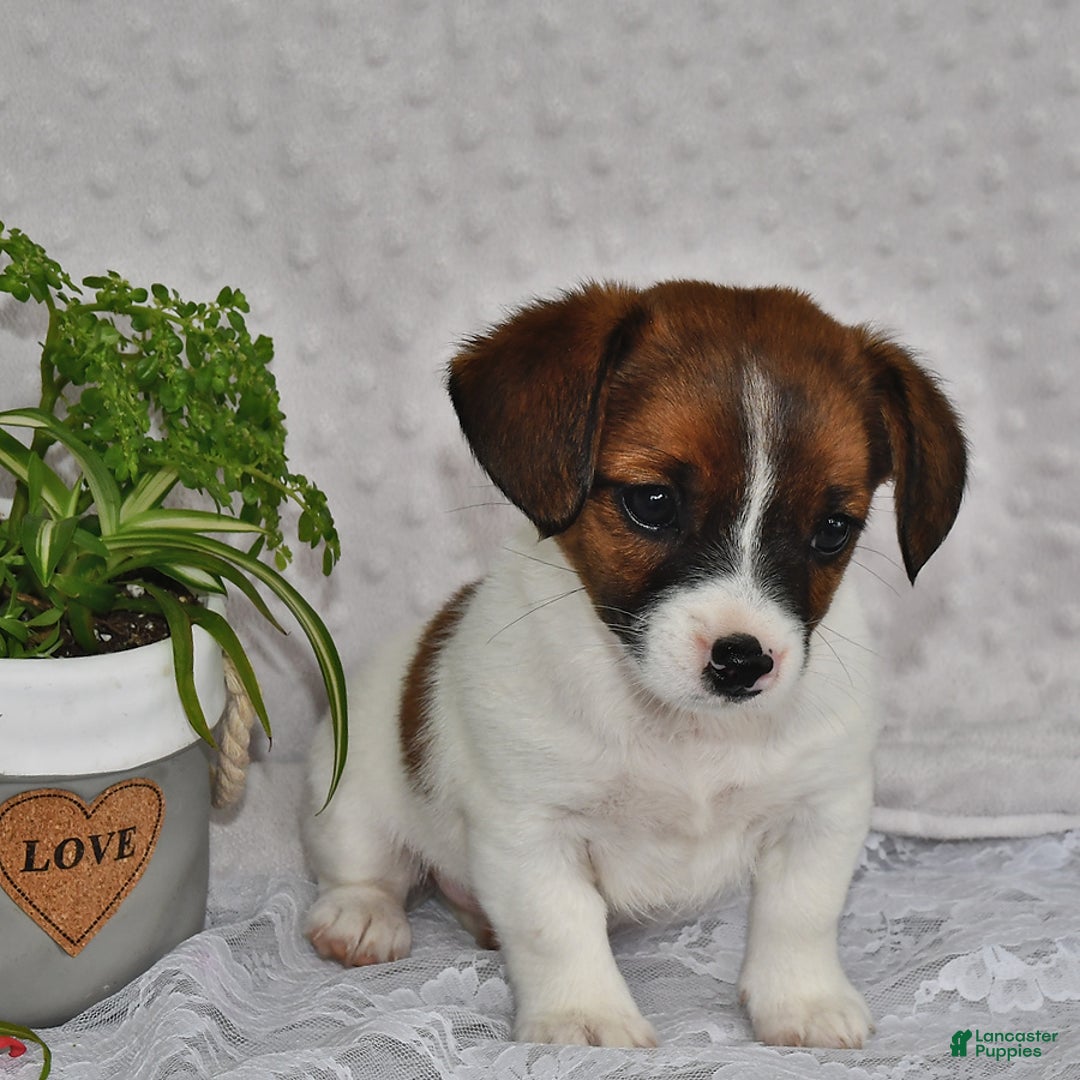 Jack Russell Terrier dogs for sale: Addie - Image 5