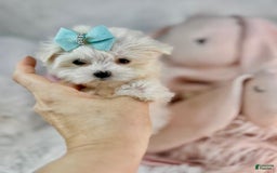 Maltese dogs for sale: Mike - Image 1