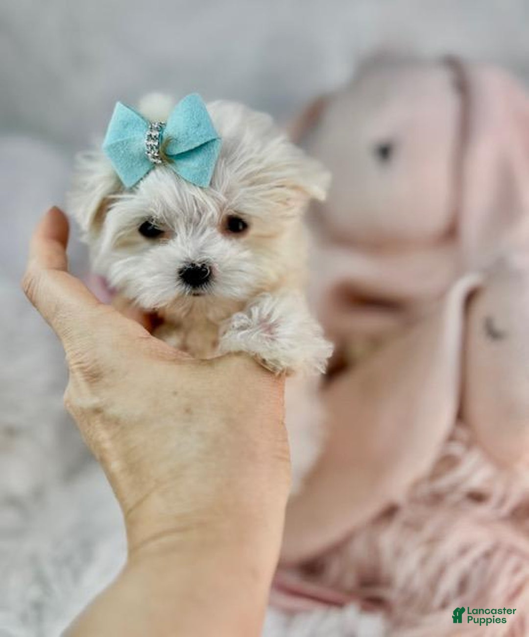 Maltese dogs for sale: Mike - Image 1