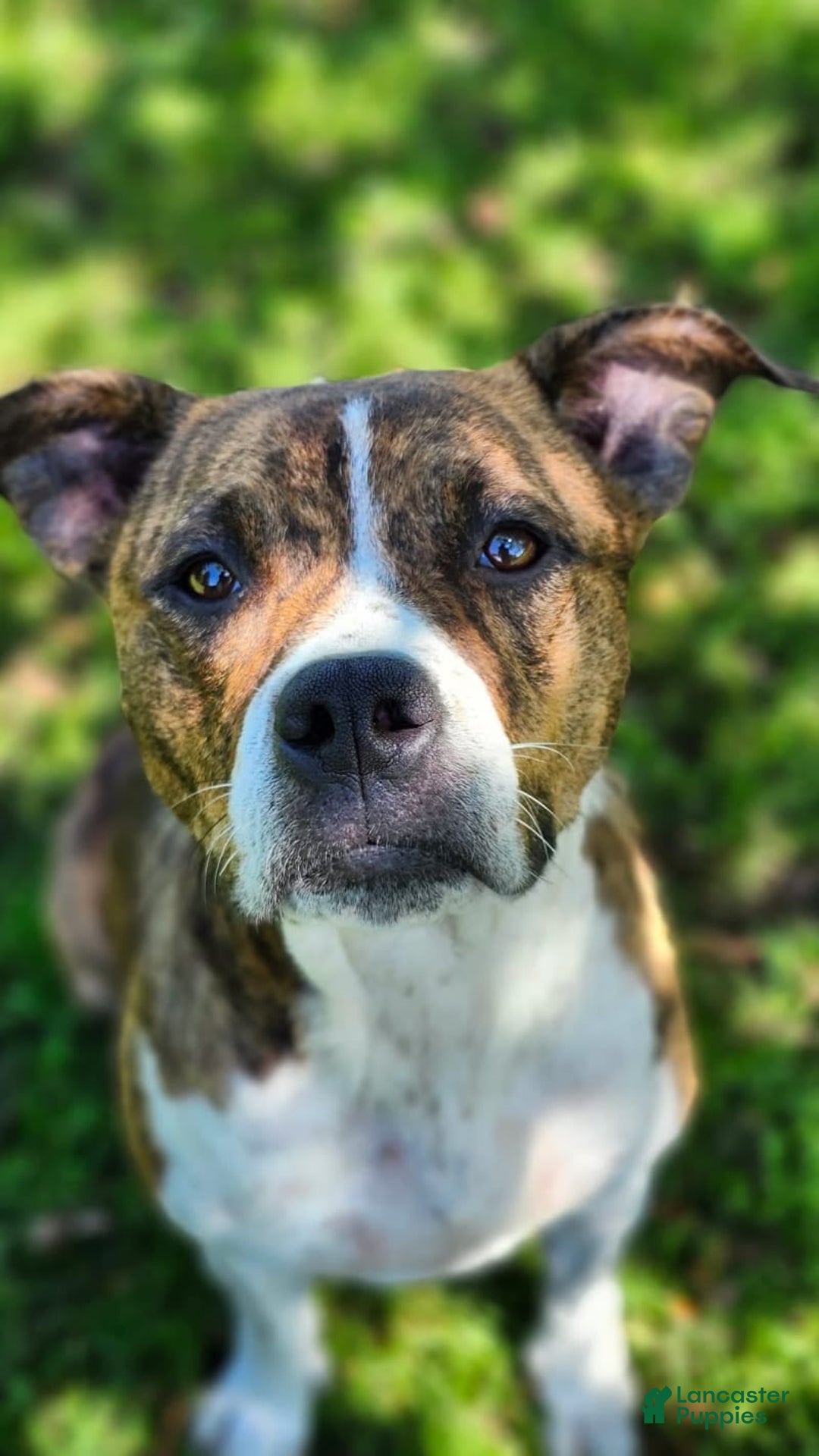 American Pit Bull Terrier dogs for sale: Auto - Image 4