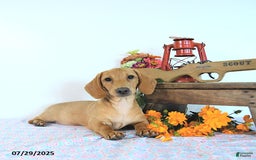 Miniature Dachshund dogs for sale: Twinkle - Image 9