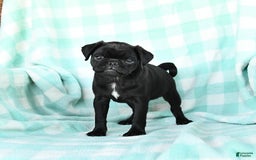 Pug dogs for sale: Knight - Image 2