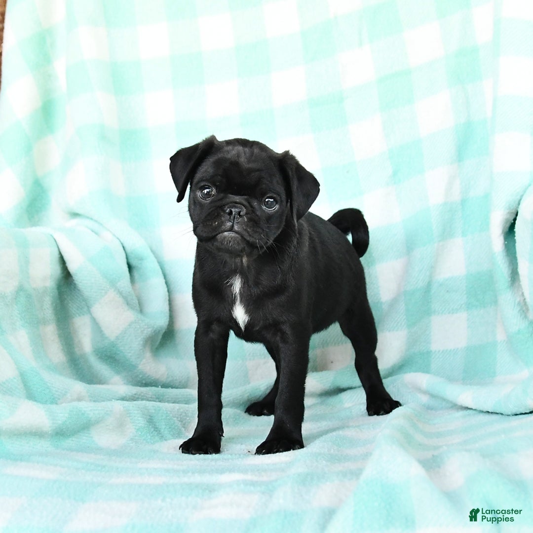 Pug dogs for sale: Knight - Image 2