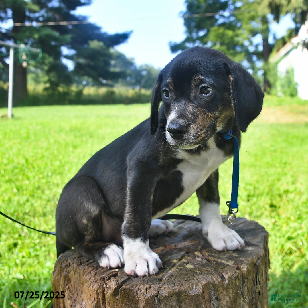 Golden Retriever dogs for sale: Samson - Image 1