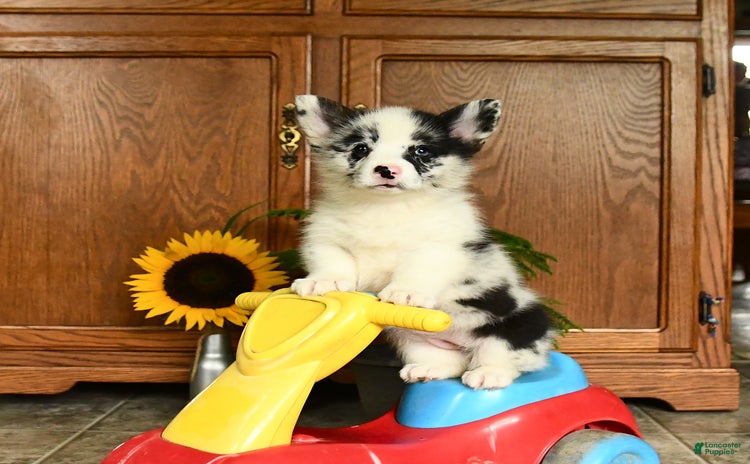 Welsh Corgi Pembroke dogs - Advert 11