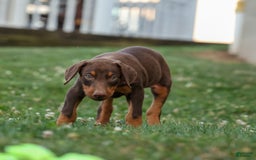 Doberman Pinscher dogs for sale: Dusty - Image 16