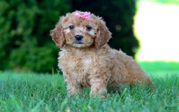 Goldendoodle dogs for sale: Sierra - Image 10