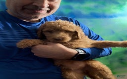 Goldendoodle dogs for sale: Luna - Image 22
