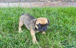 French Bulldog dogs for sale: Candice - Image 2