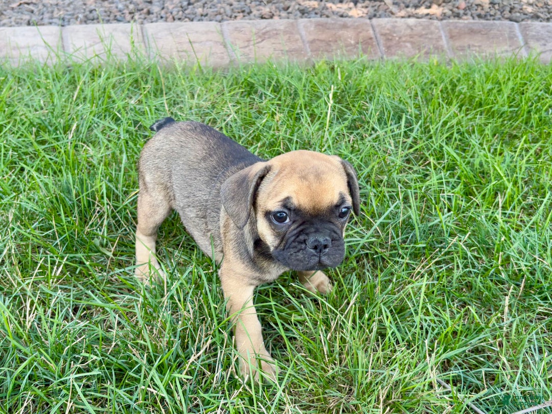 French Bulldog dogs for sale: Candice - Image 2