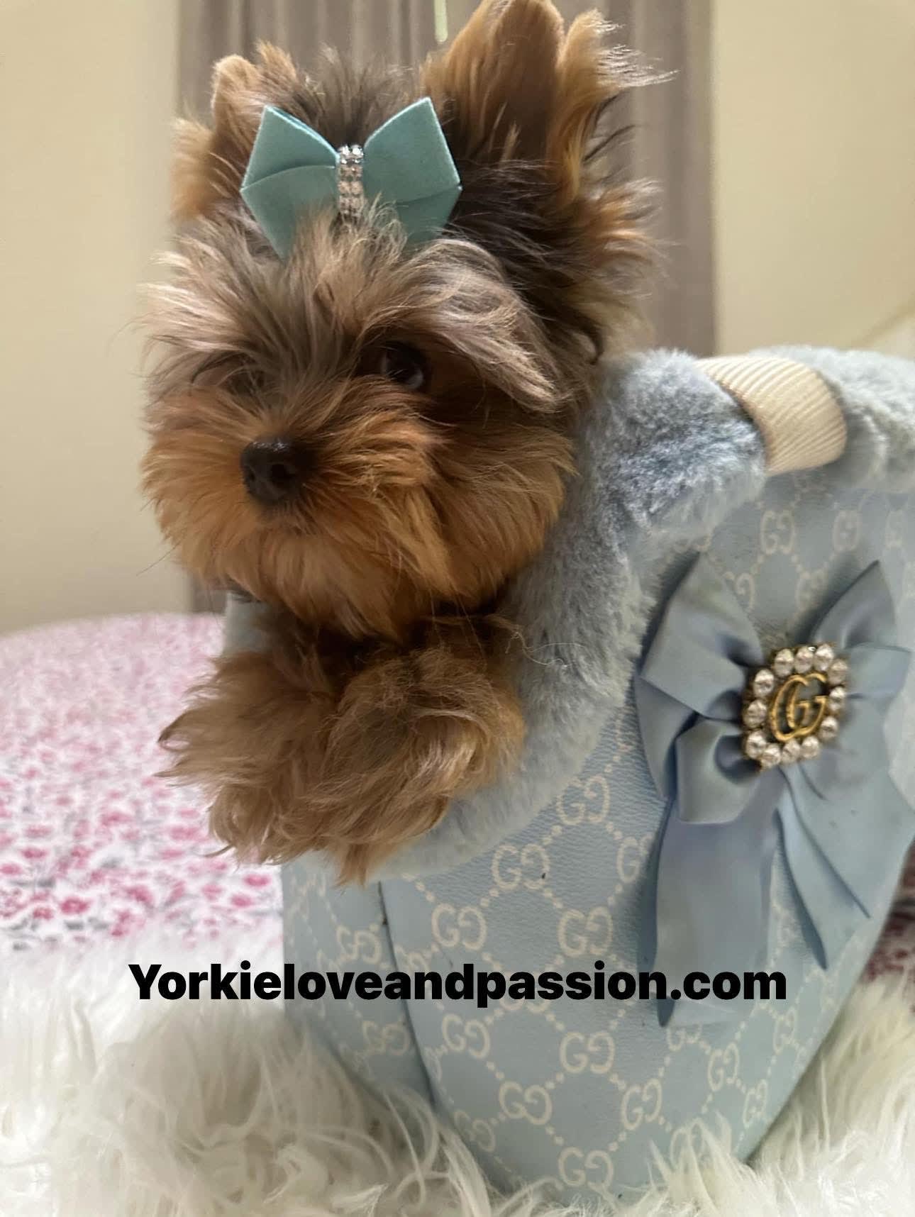 Yorkshire Terrier dogs for sale: Yorkshire Terrier 5 puppies - Image 8