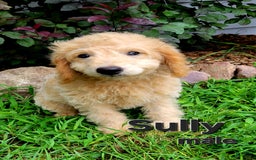 Mini Goldendoodle dogs for sale: Sully - Image 2