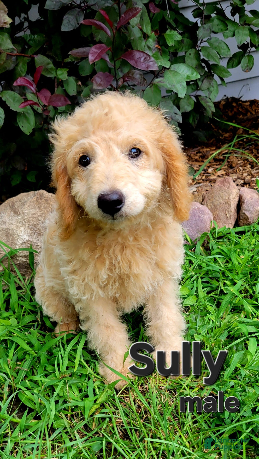Mini Goldendoodle dogs for sale: Sully - Image 2