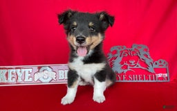 Shetland Sheepdog dogs for sale: Tri Color - Image 1