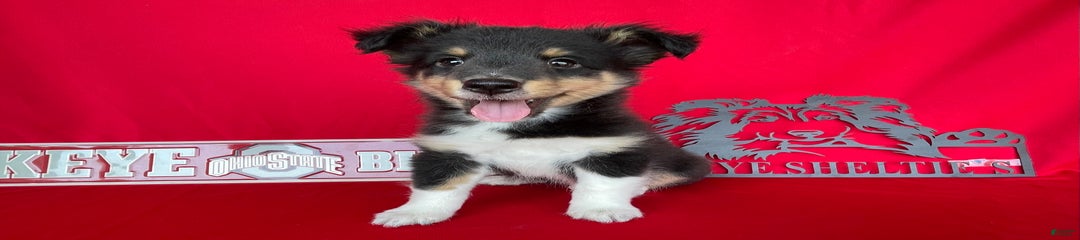 Tri Color