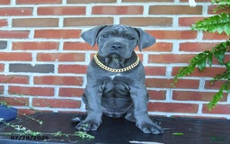 Cane Corso dogs for sale: Rosa - Image 4
