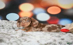 Miniature Dachshund dogs for sale: Easton - Image 6