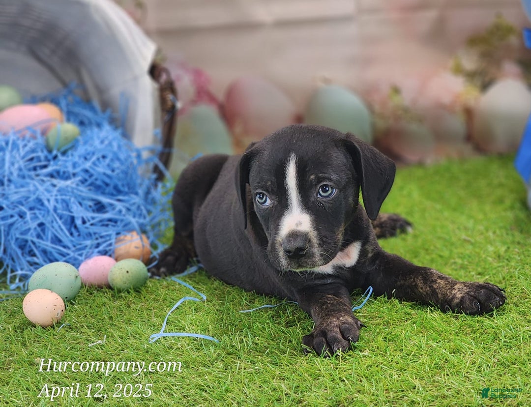 Catahoula Leopard Dog dogs for sale: Juliet 2025 M4 Catahoula Puppy - Image 8