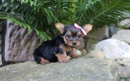 Yorkshire Terrier dogs for sale: Chelsy - Image 6