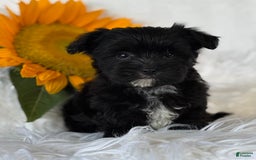 Morkie dogs for sale: LOGAN - Image 7