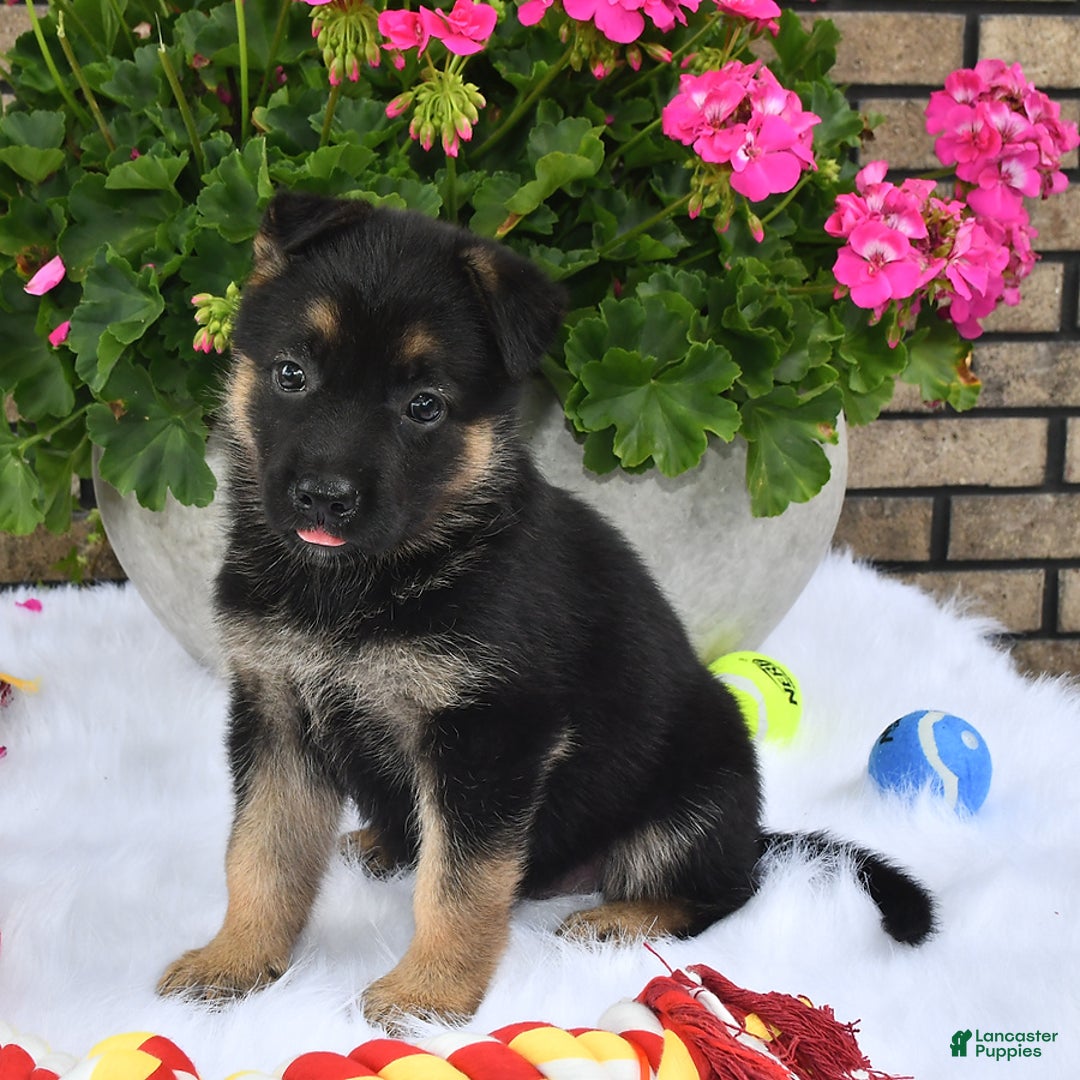 German Shepherd dogs for sale: Charity - Image 1