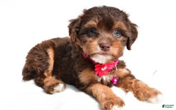 Cavapoo dogs for sale: Blossom - Image 6