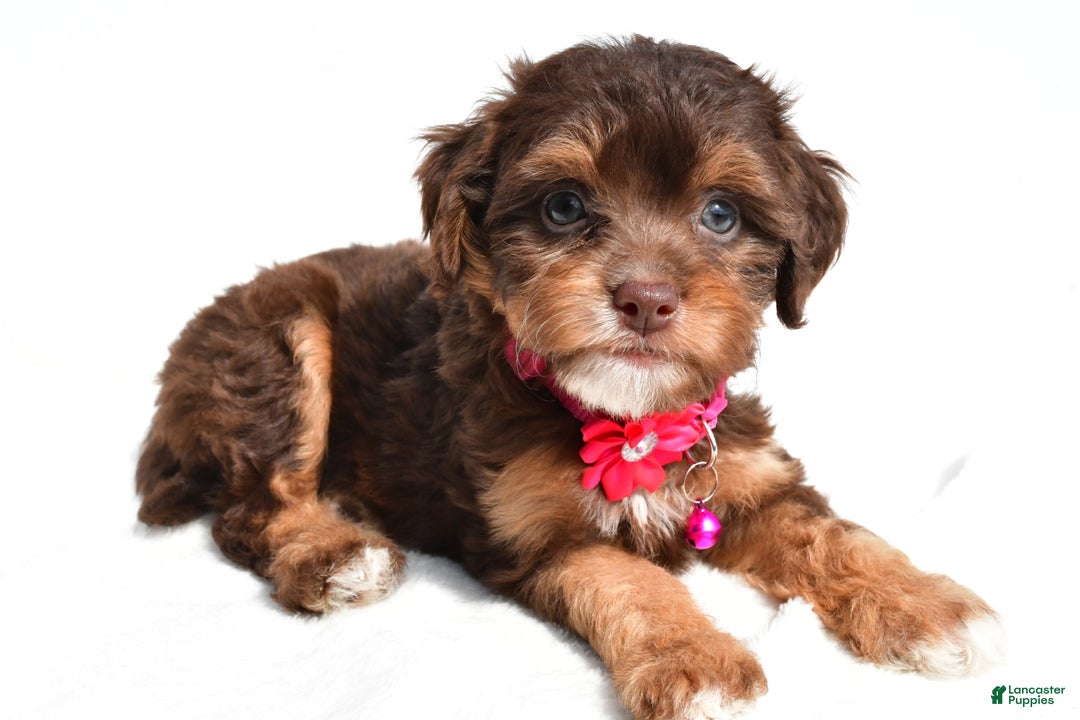 Cavapoo dogs for sale: Blossom - Image 6