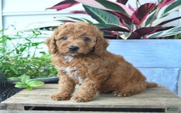 Mini Goldendoodle dogs for sale: Vader - Image 5