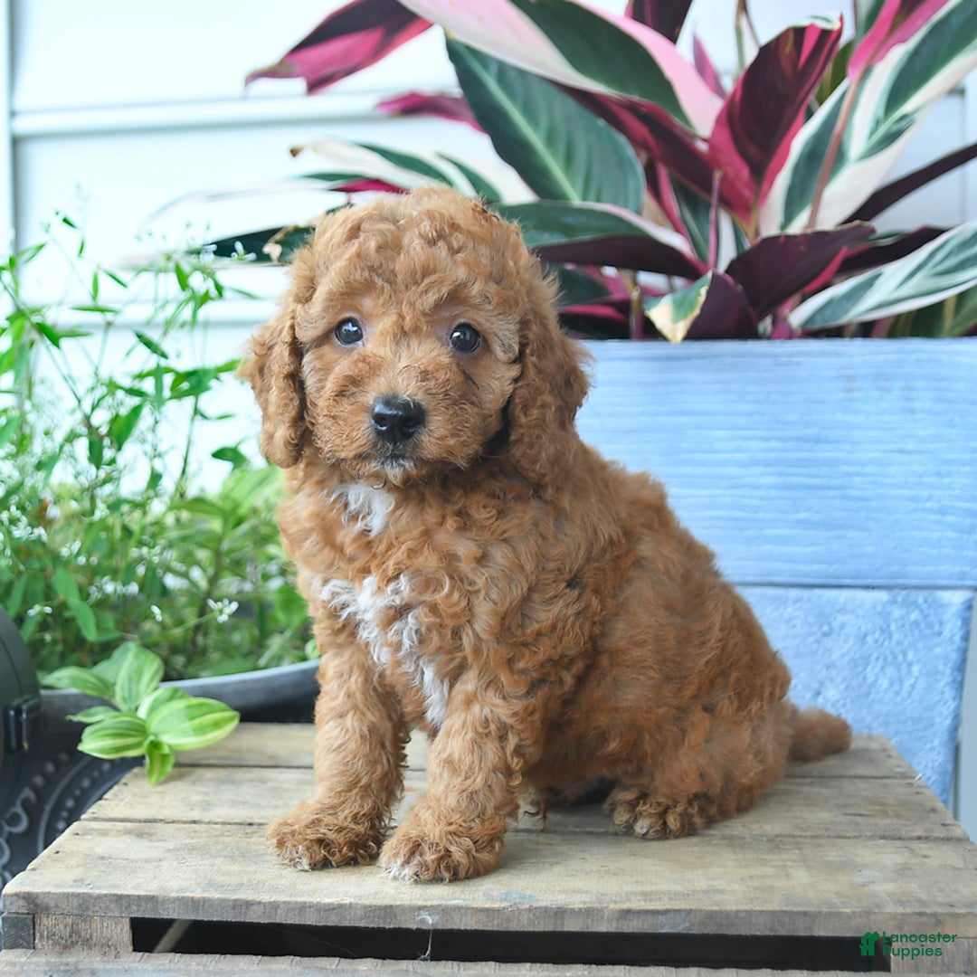 Mini Goldendoodle dogs for sale: Vader - Image 5