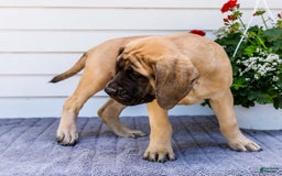 English Mastiff dogs for sale: Horace - Image 15
