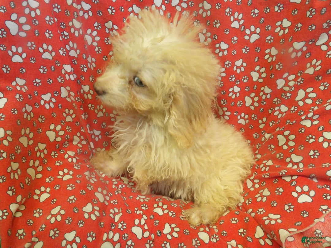 Aussiedoodle dogs for sale: RUNTZ - Image 2