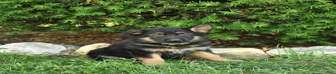 Molly
