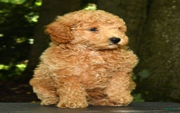 Mini Goldendoodle dogs for sale: Lulu - Image 3