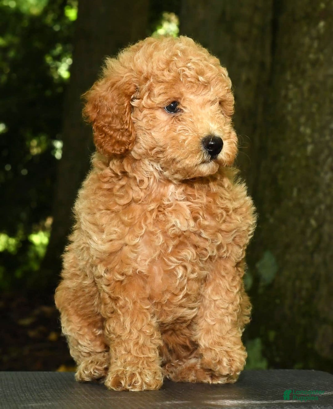 Mini Goldendoodle dogs for sale: Lulu - Image 3