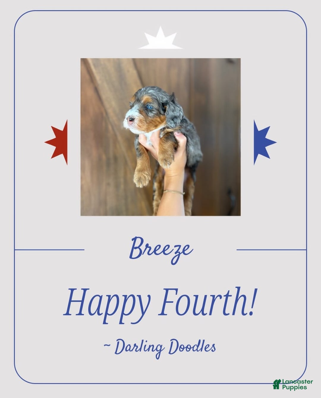 Mini Aussiedoodle dogs for sale: Breeze - Image 1