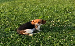 Beagle dogs for sale: Lilly - Image 7