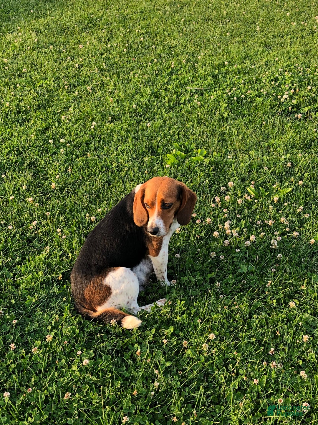 Beagle dogs for sale: Lilly - Image 7