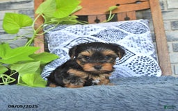 Yorkshire Terrier dogs for sale: Quinn - Image 3